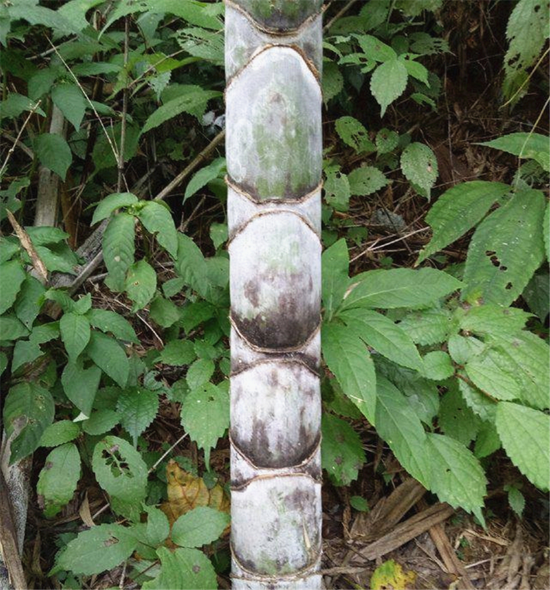 苏东坡也曾说宁可食无肉,不可使居无竹可见竹子在人们心目中的地位.