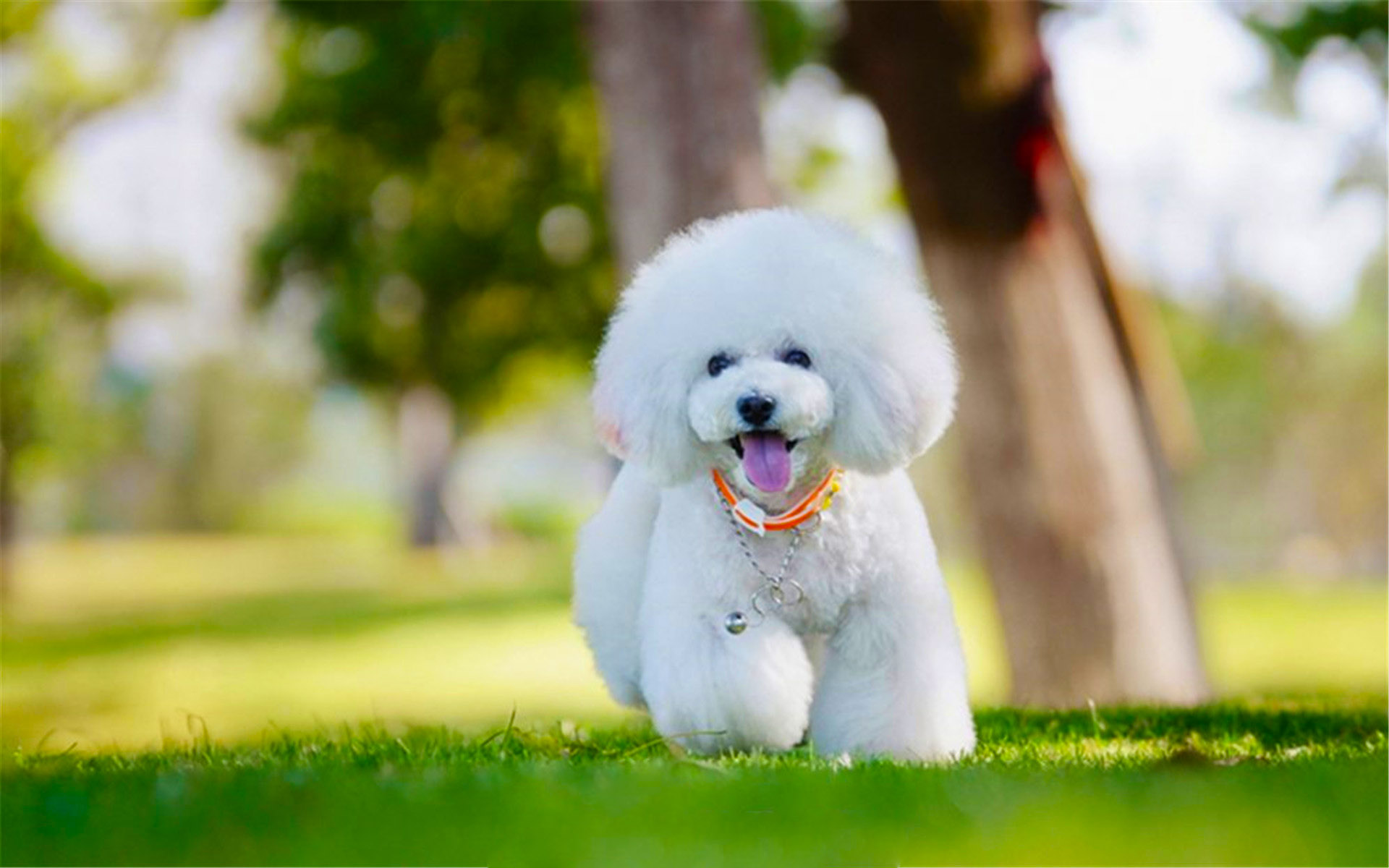 狗狗也有不同的个性,柴犬很独立,贵宾犬很靠谱