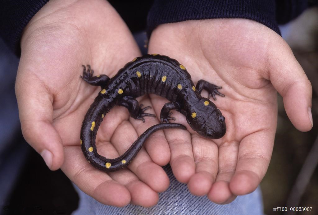 蝾螈:不只是宠物这么简单,它体内的"再生细胞",如同科幻片!