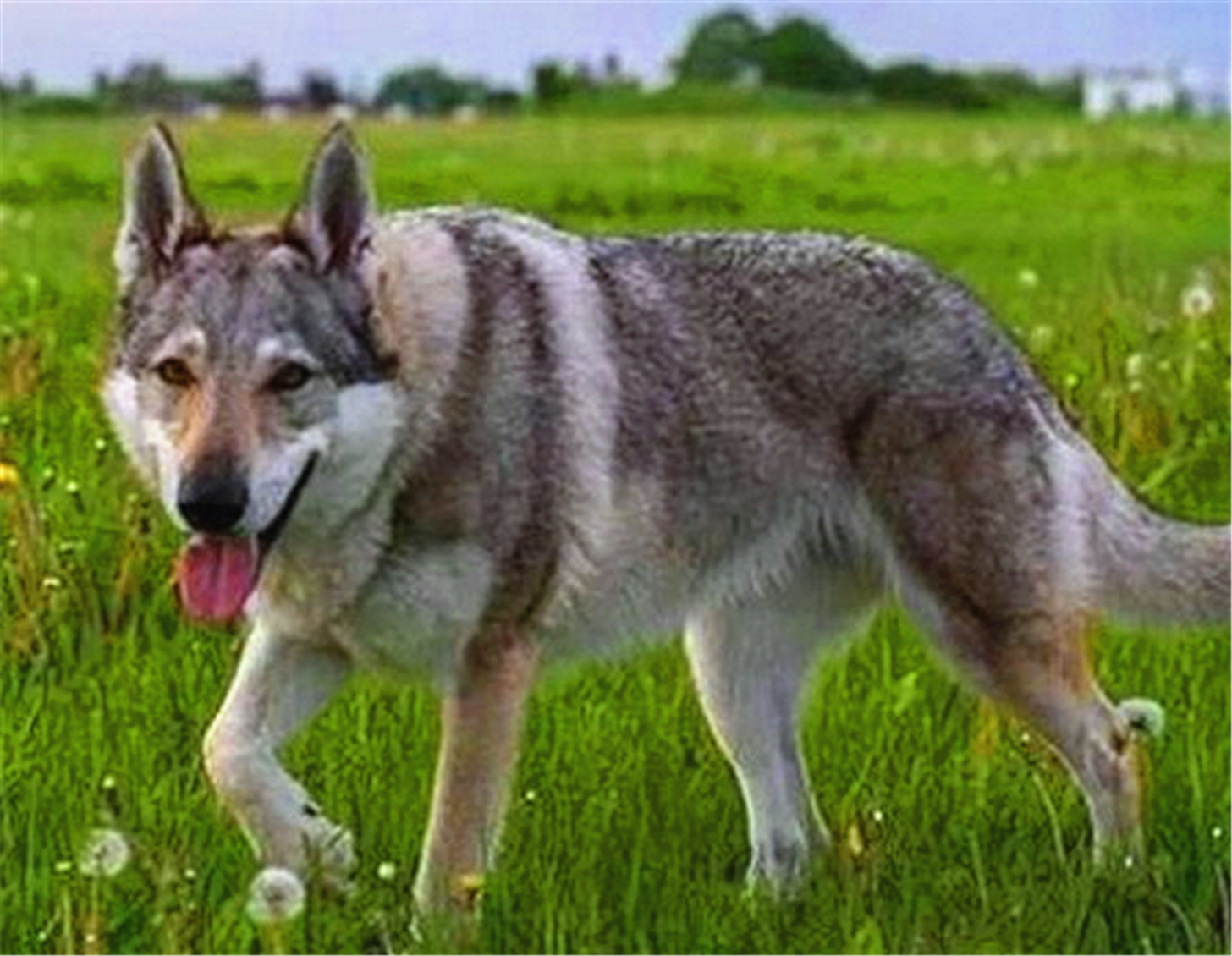 长得最像"狼"的5种狗狗:塔马斯狼犬,忠诚度很高的一种狗狗,外形接近与