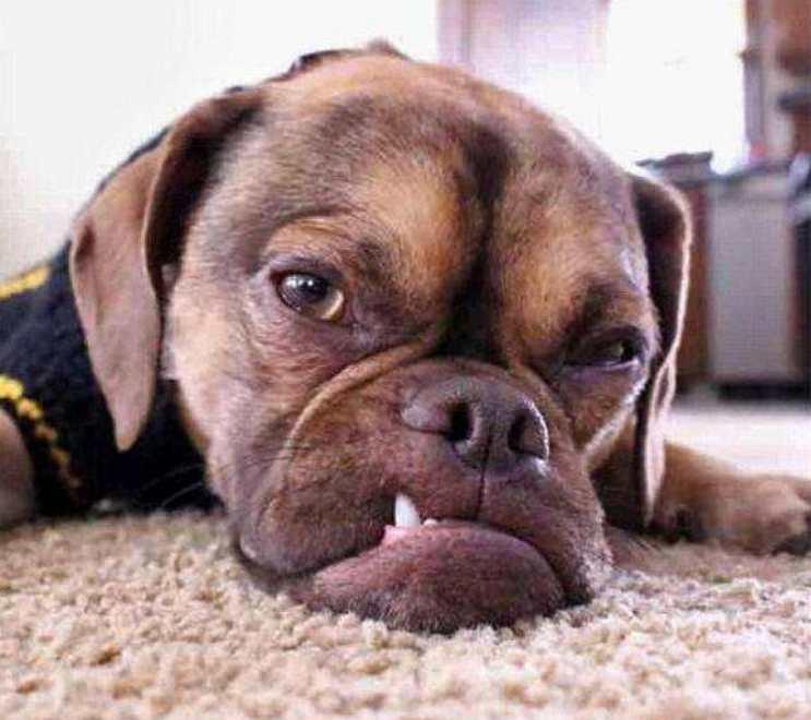 最奇葩的狗狗,第一只怎么着呢像人呢?要成精的节奏!