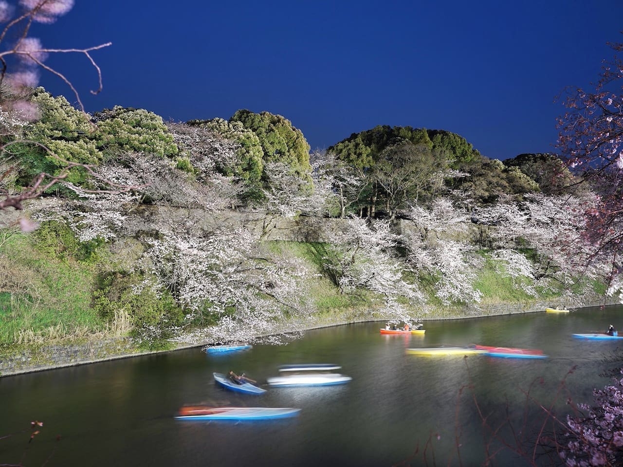 千鸟渊绿道,浮现在夜空中的樱花隧道