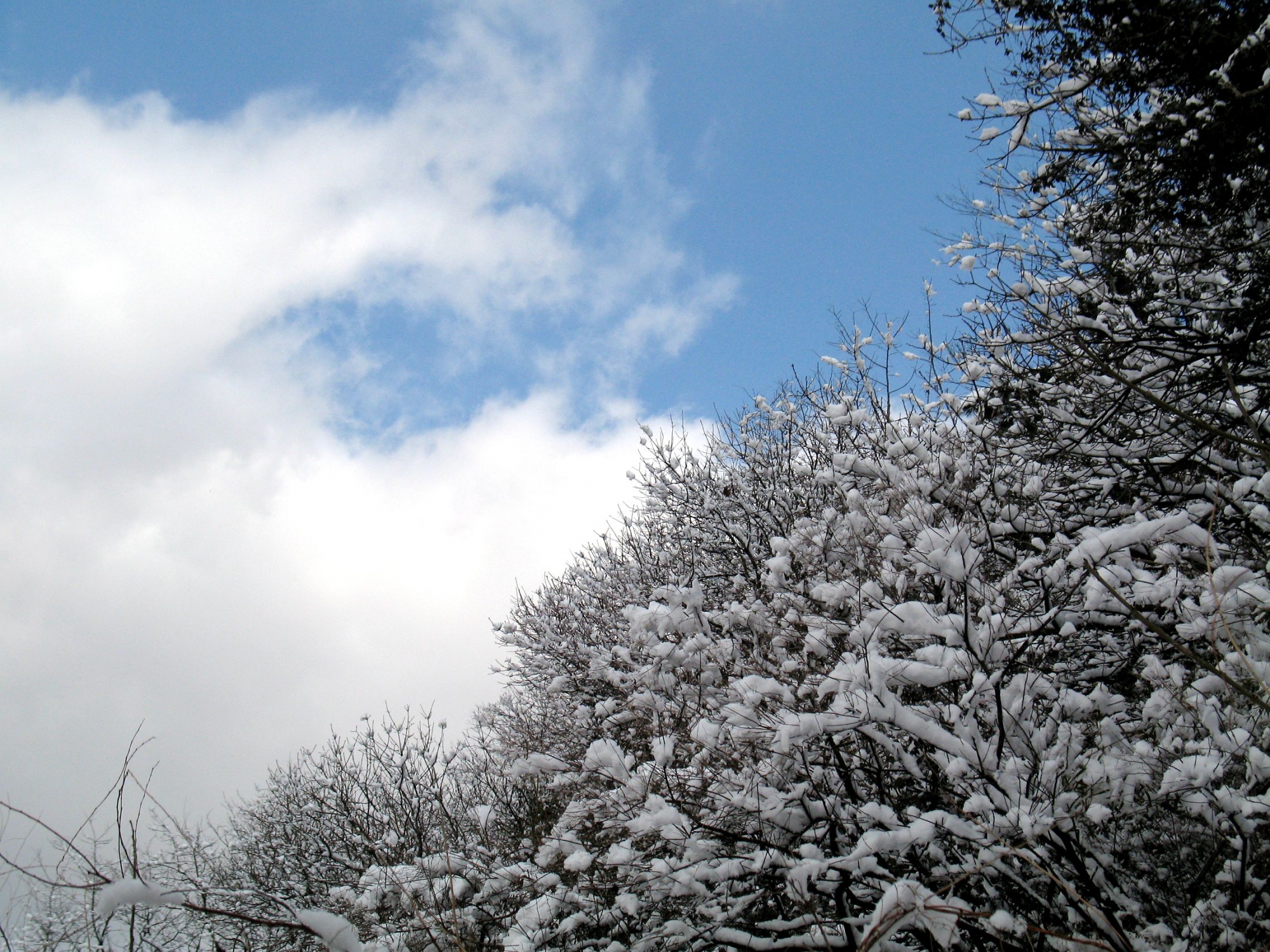 最爱狼山晴后雪 软红光里涌银山