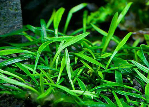 秒懂水草—中景草青椒草