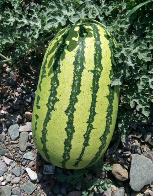 浅谈:宁夏压砂西瓜及栽培技术