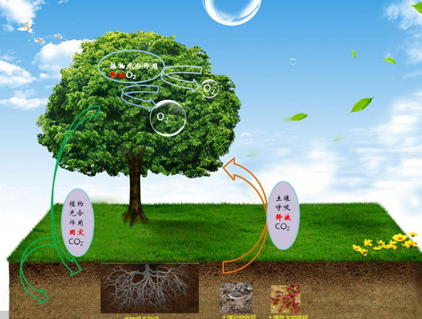 浅谈:分析玉米地土壤呼吸及影响要素