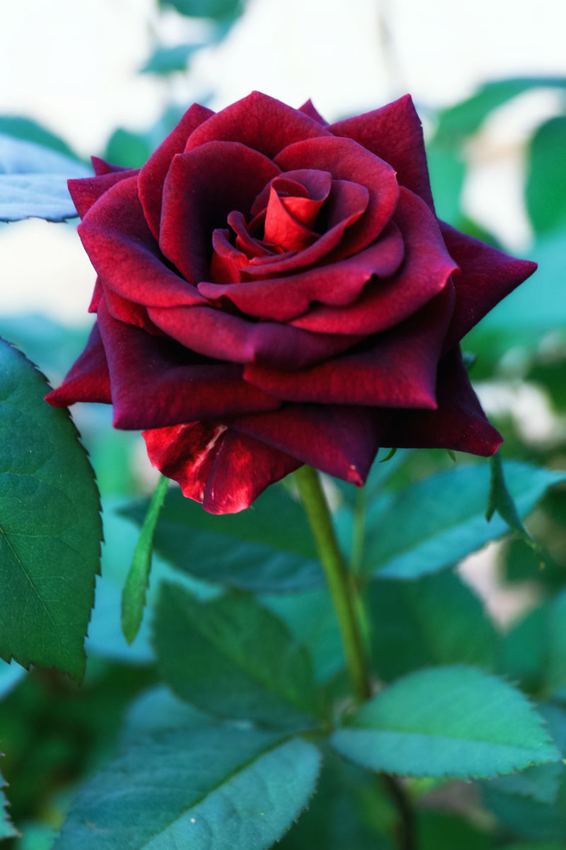 《光与影》我拍的玫瑰