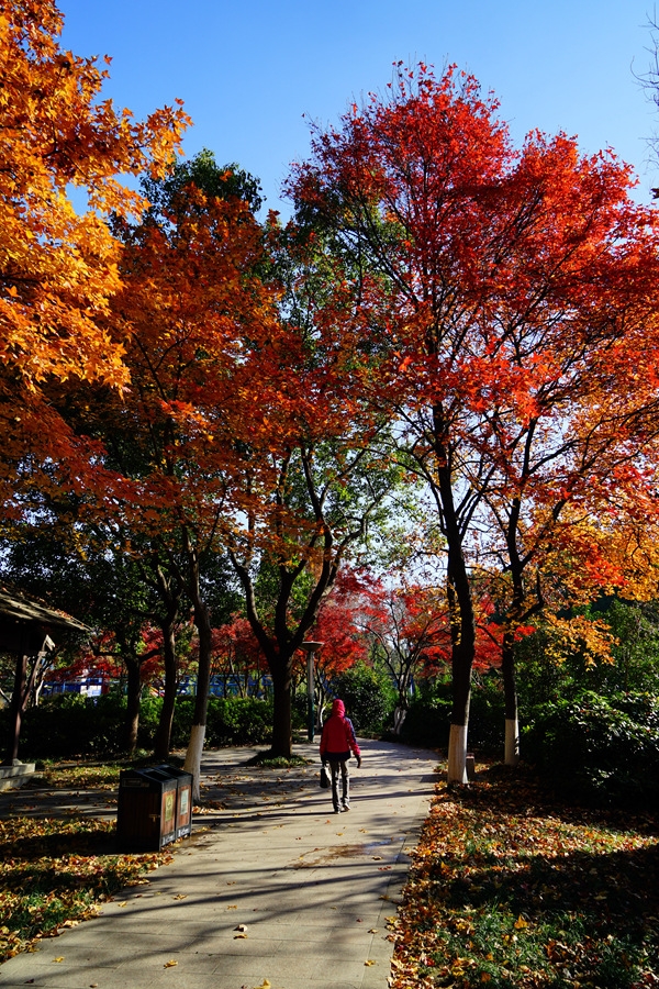 文峰公园的红叶漂亮极了