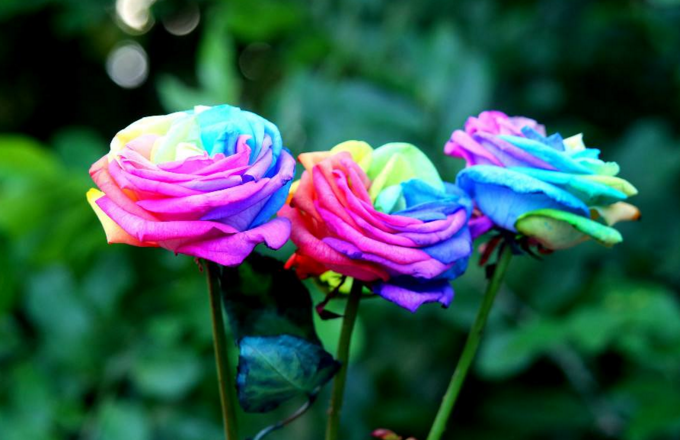 超级漂亮的七色玫瑰组图,快来对它许下你的狗年心愿吧