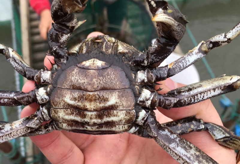 90后大学生养蟹三年不赚,不服输卖掉婚房,跑新疆养"天山雪蟹"