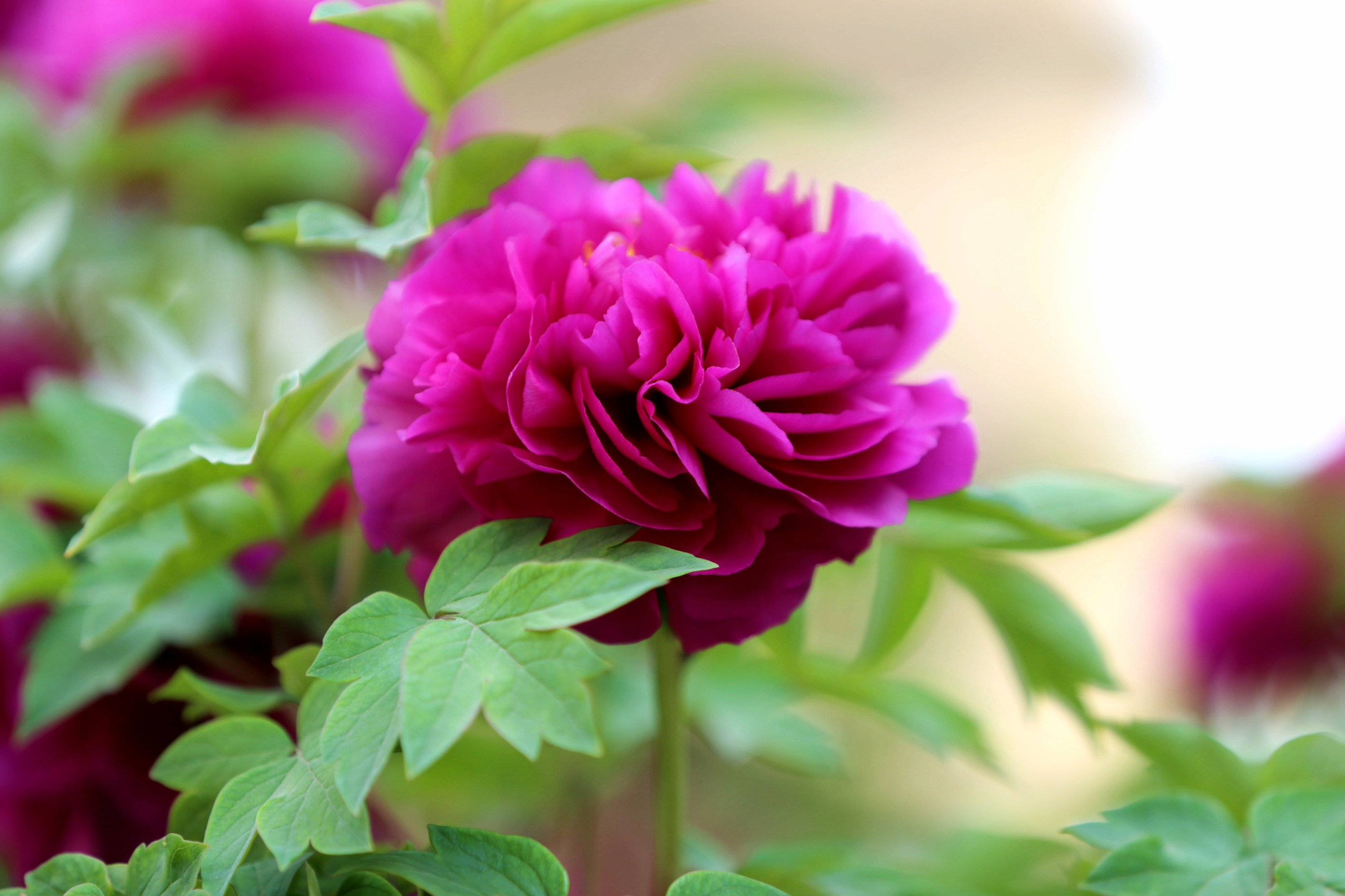 大年初一给全国朋友拜年,并送上大富大贵牡丹