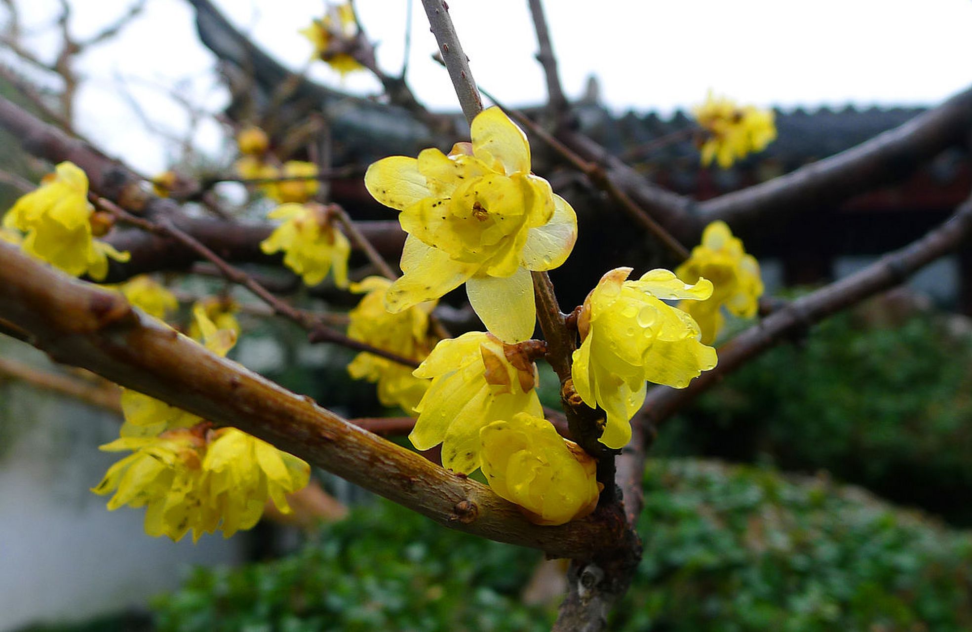 腊梅 腊梅的别名:黄梅,香梅,蜡木,黄梅花 赠花礼仪:腊梅适合赠送知心