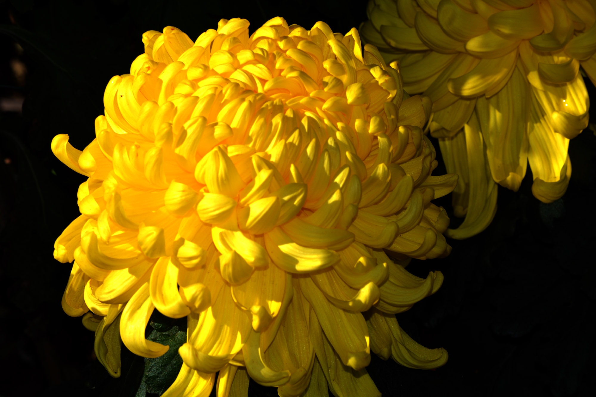 美图欣赏:美丽的菊花