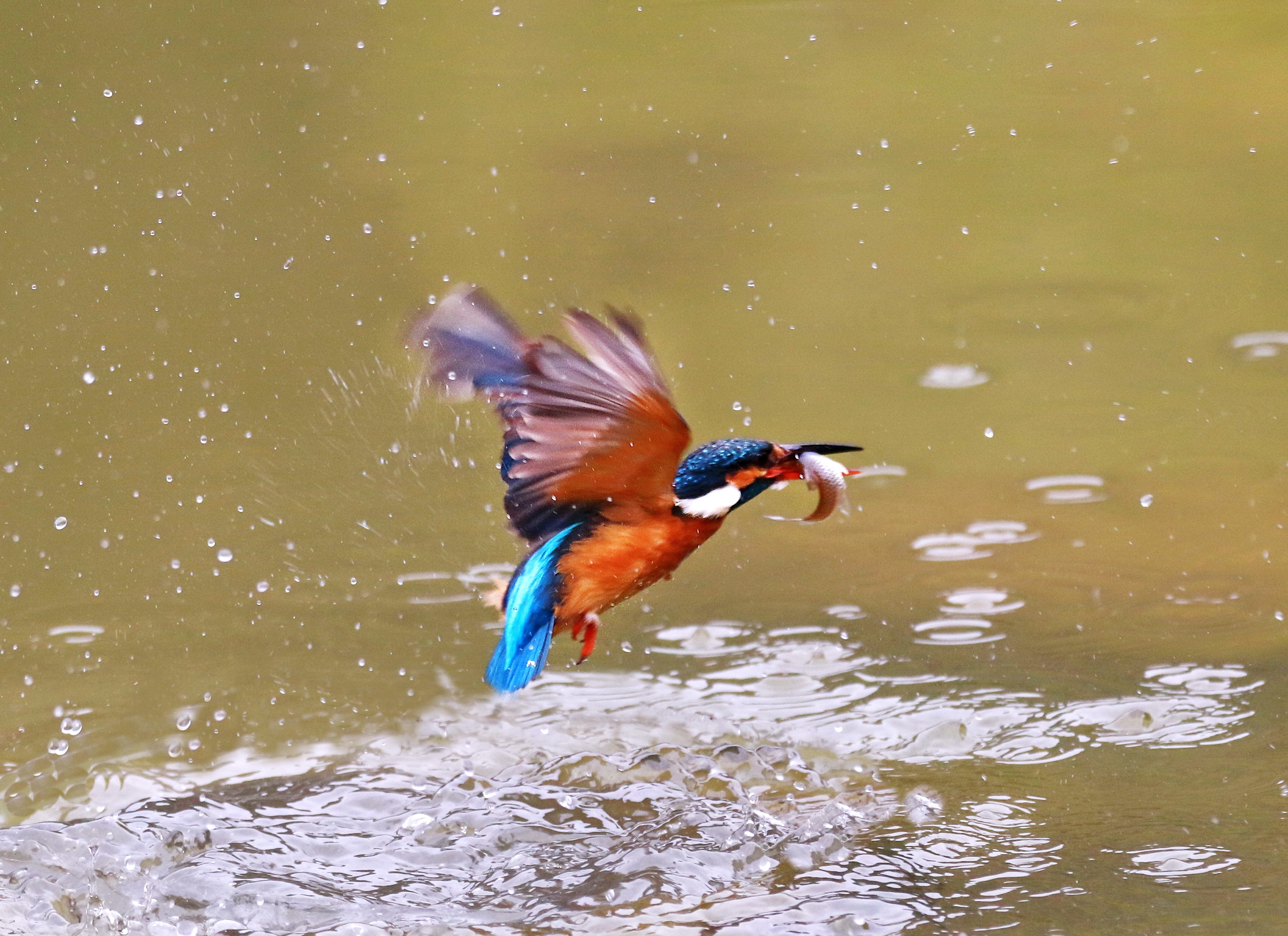 《年年有鱼》飞鸟飞扑吃鱼抓拍