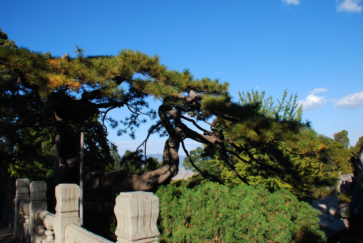 九龙松有四奇,在世界上也可以称得上是绝无仅有,独一无二的