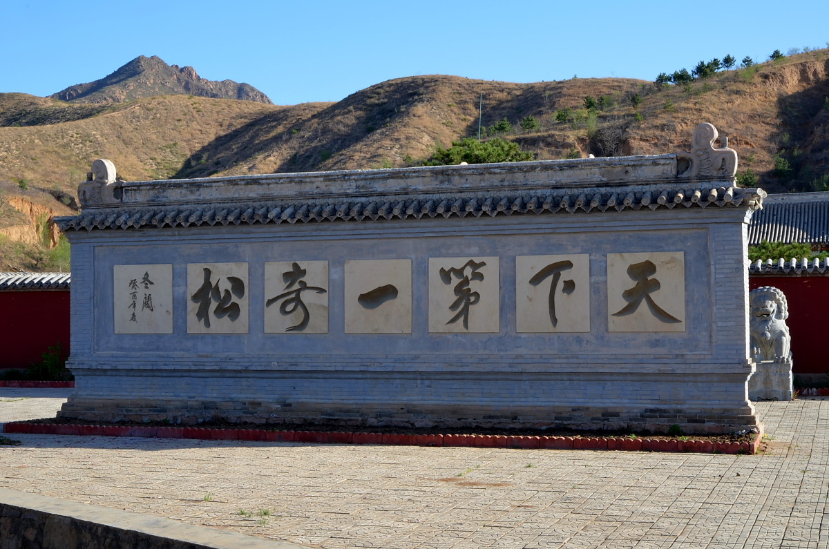 九龙松有四奇,在世界上也可以称得上是绝无仅有,独一无二的