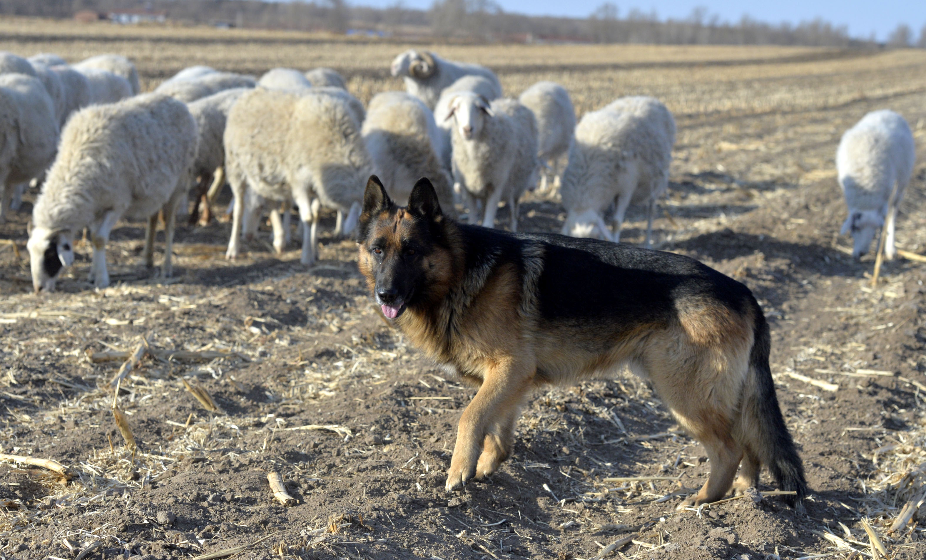 一只牧羊犬的春节:日牧43只羊零失误