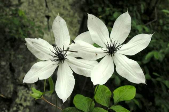 超级漂亮的大花威灵仙,每一张都美到窒息