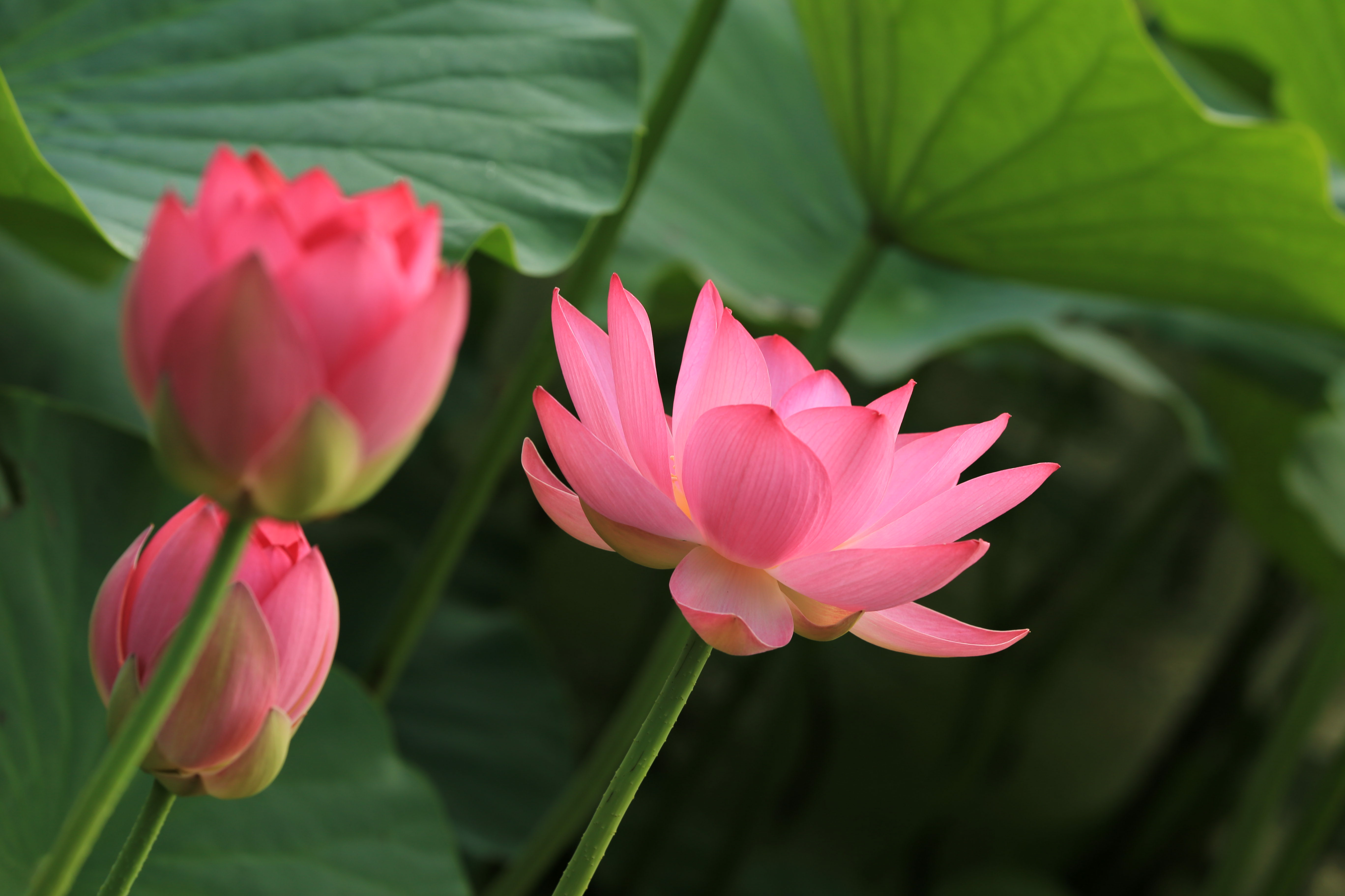 平安是福图片 荷花图片