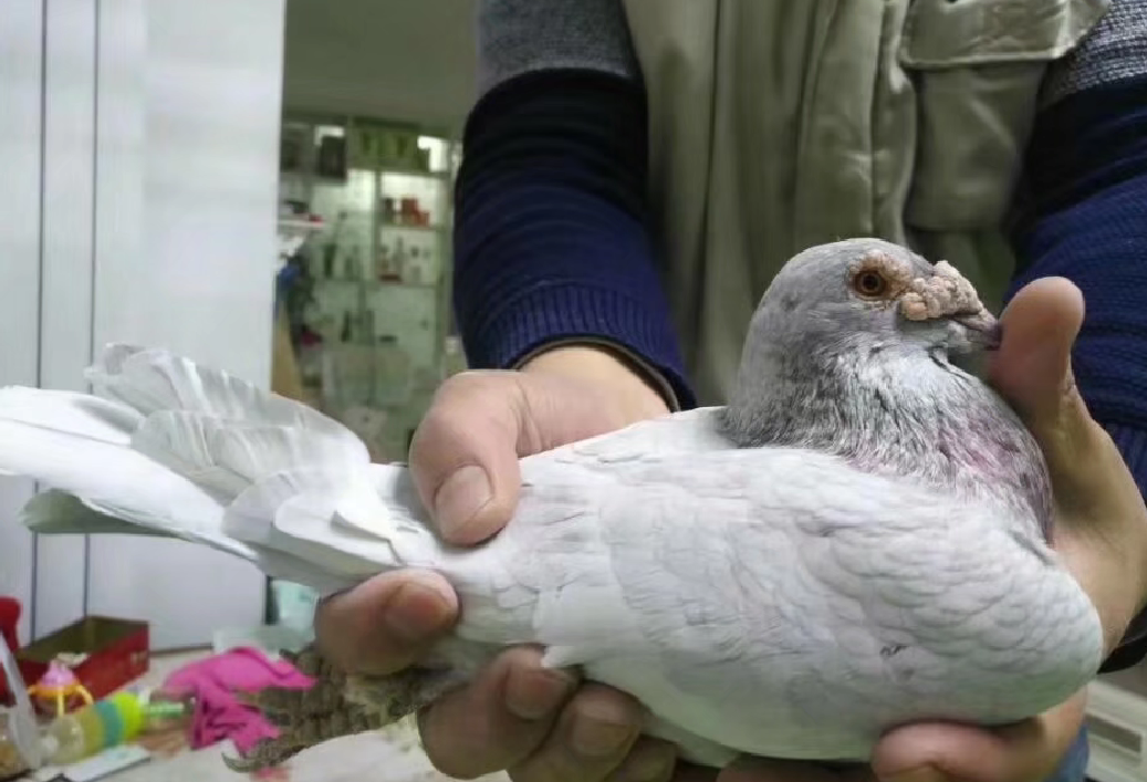 这样的大鼻子信鸽漂亮吗?