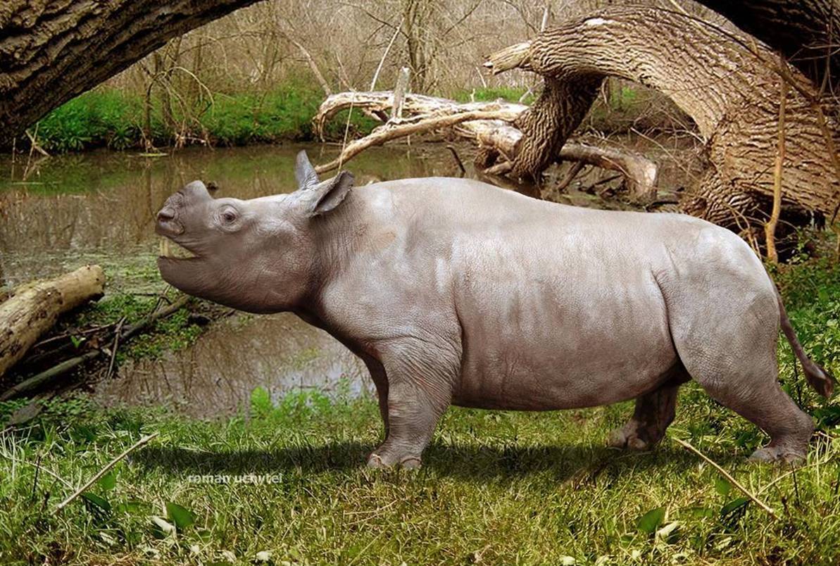 海德尼上犬:犬科之王