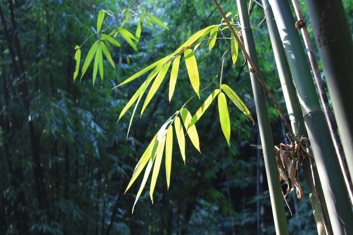 芦沟竹海,登高环视,蔚为壮观,小溪清流,让人神清气爽