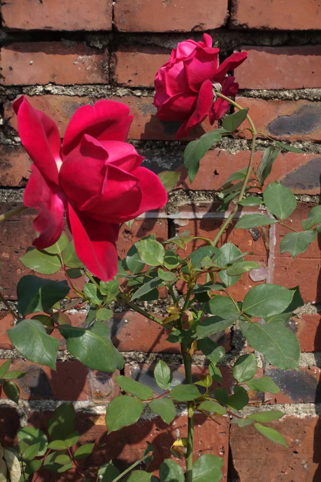 老家墙角的玫瑰花,真漂亮!