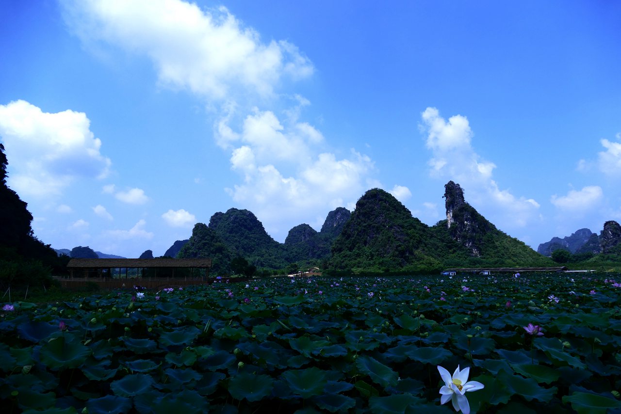 《风景摄影》英德英西荷花池