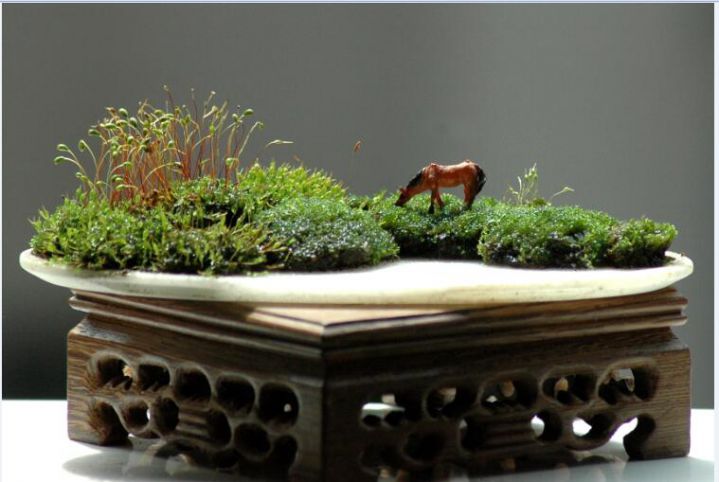 春节青苔盆栽展览,艺术和园艺的完美结合