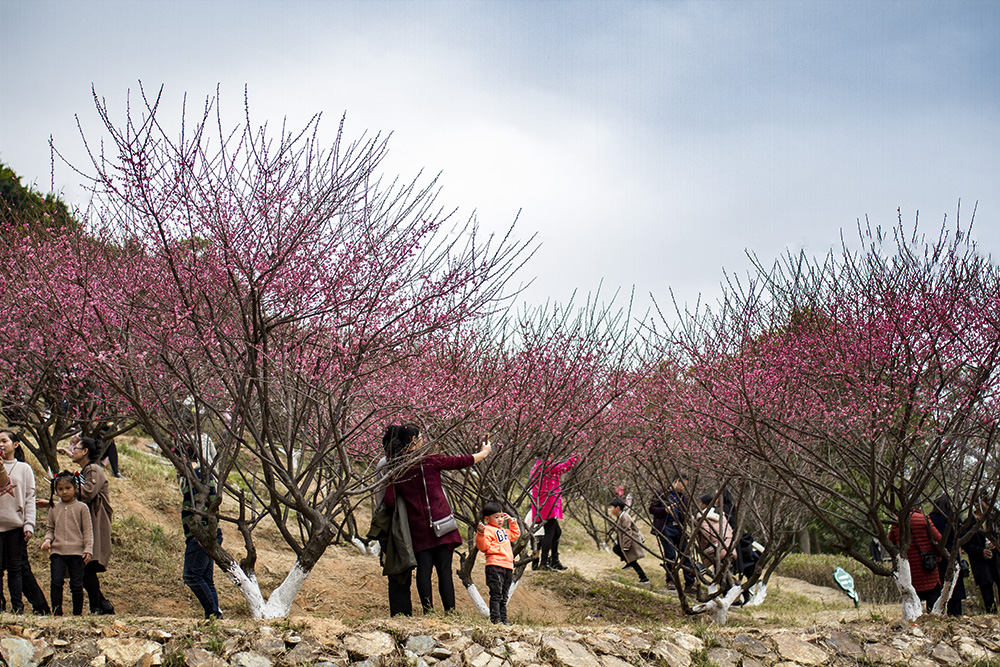 到长乐梅花镇拍梅花,那里的梅花美不胜收
