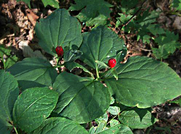 神农四宝,你知多少