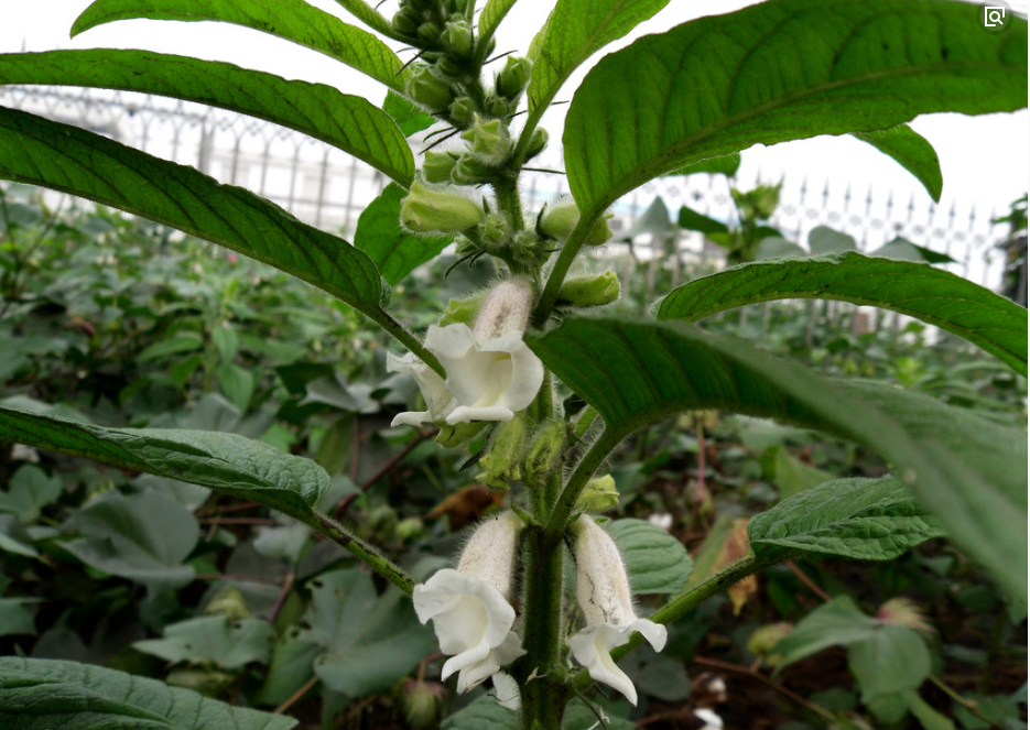 现在芝麻叶已成为人们调节胃口的最佳食品,而且芝麻叶面条的吃法在