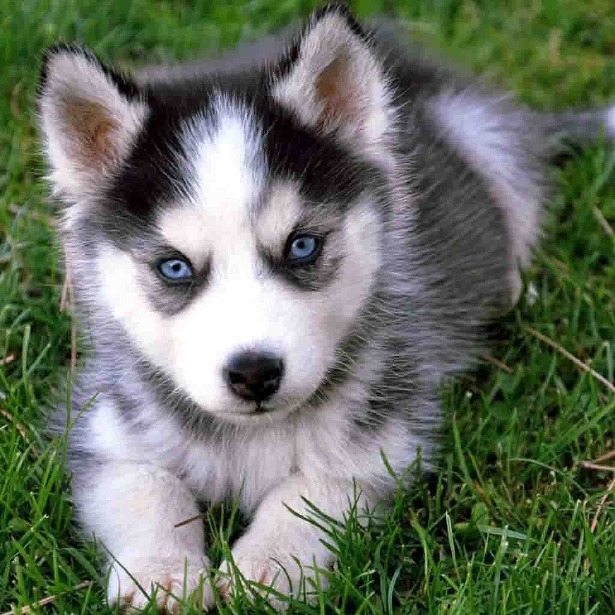 狗狗趴着地板的样子大比拼,二哈金毛拉布拉多贵宾犬谁最萌