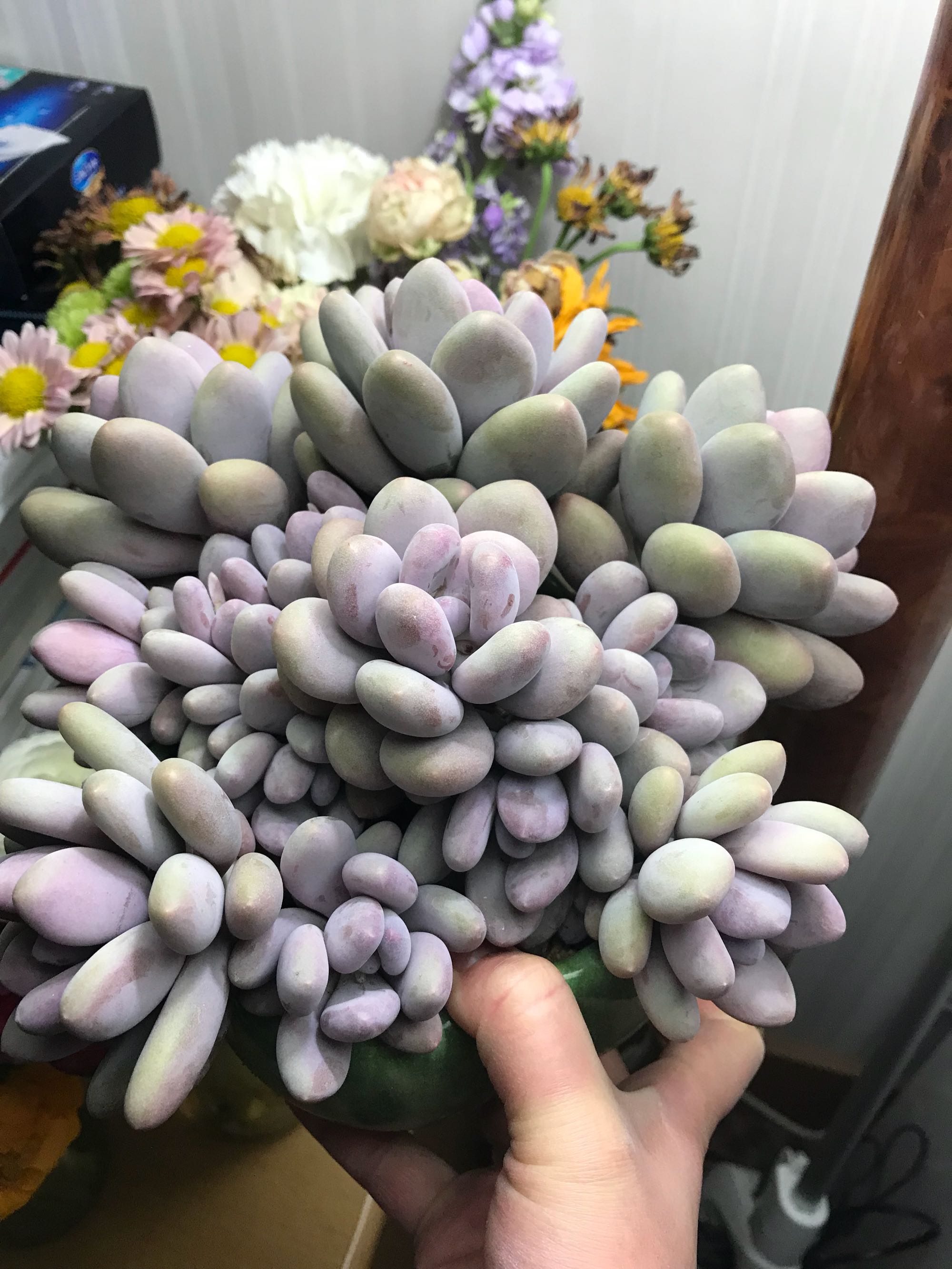 用五年时间记录多肉植物桃美人的爆盆经历