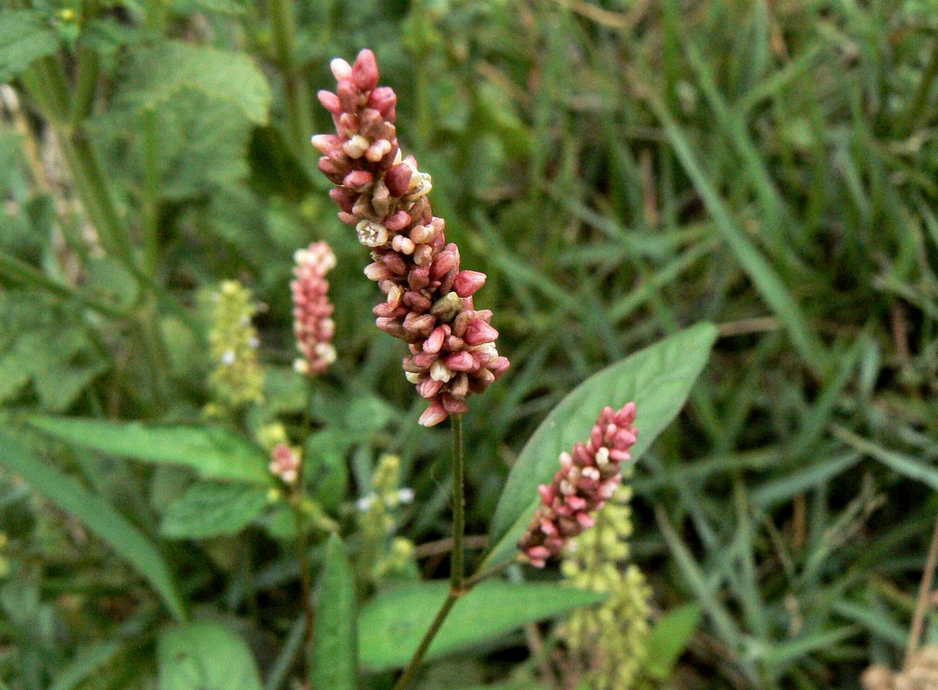 七里麻——主风湿麻木;肢体疼痛;跌打损伤;月经不调;痛经;痔疮