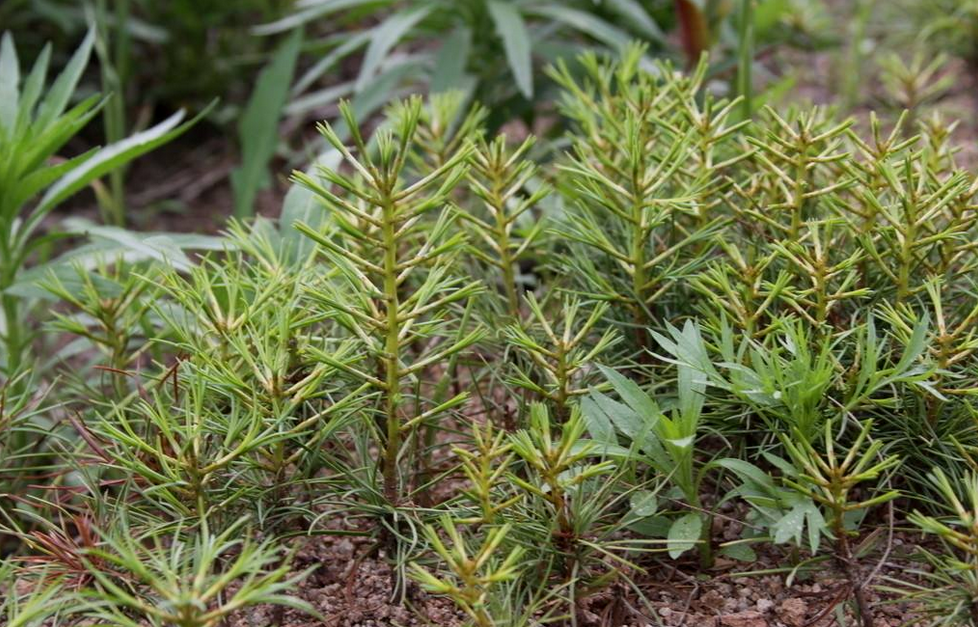 中国荒野维生食物之野菜系列:海松子