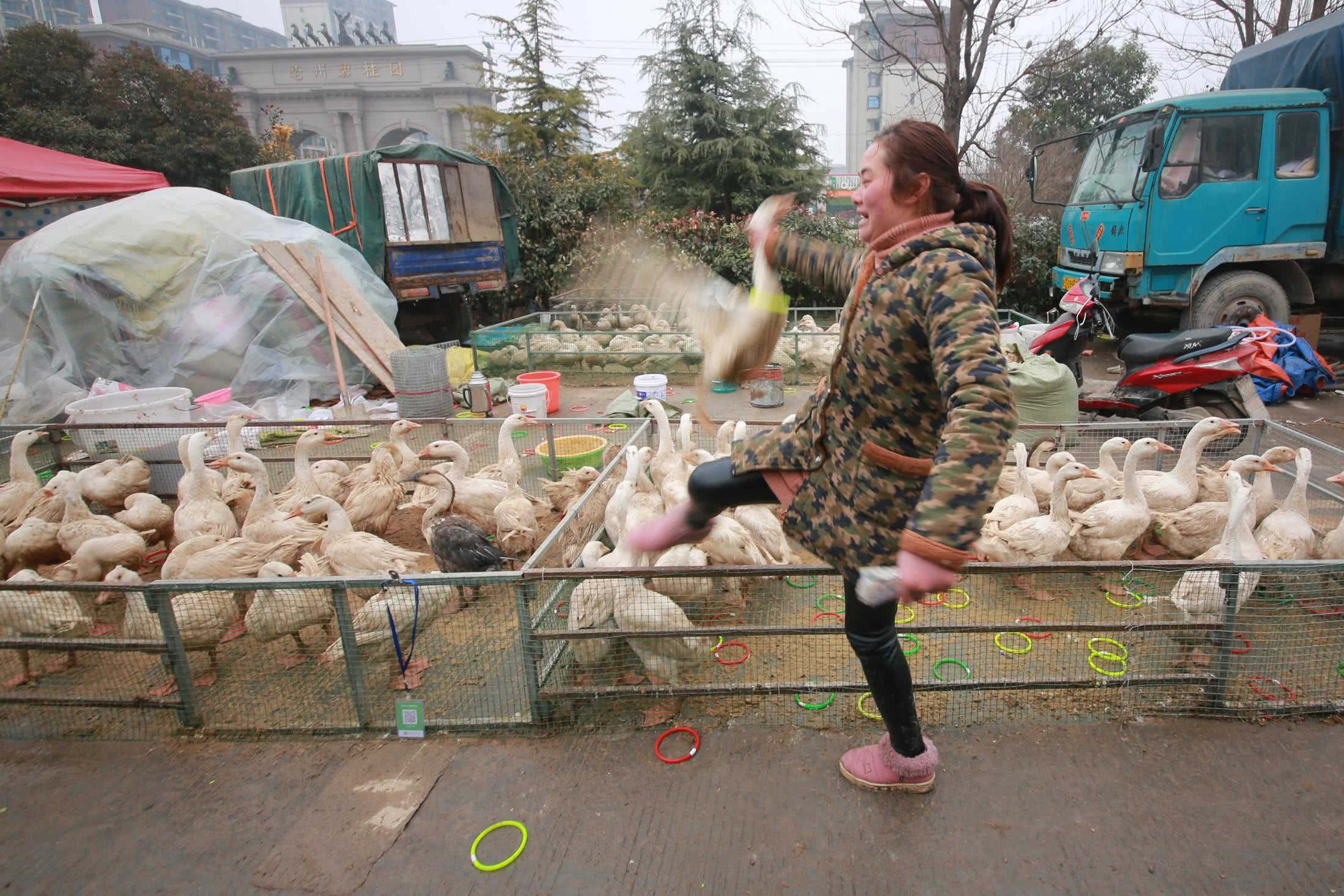 新春庙会套鹅一个圈2块 游客用圈把鹅晃晕套走10来只 老板娘叫好