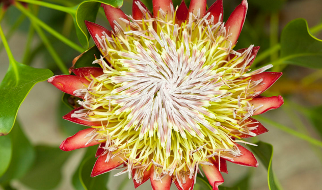 超级漂亮的帝王花,大家看看有帝王的霸气吗