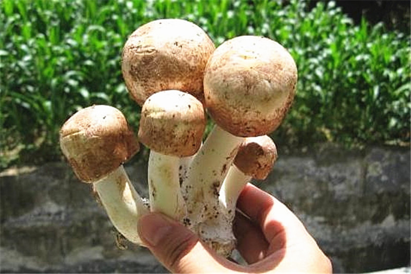 姬松茸是一种腐生菌,美味可口,营养成分较高,具有抗癌,增强免疫力等