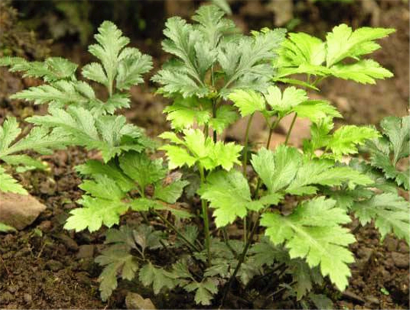 80后小姑娘返乡种植"苦黄连",年入600000!