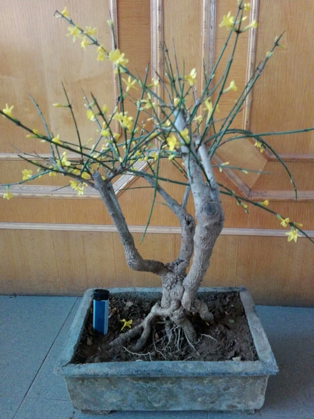 龙爪迎春盆景开花了,很漂亮,值得拥有!