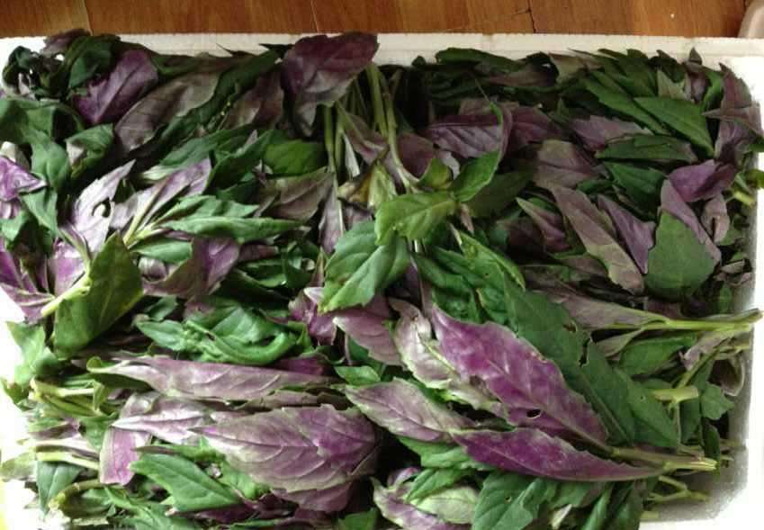 农村地里的一种"紫背菜",既能观赏又能吃,还可以卖个好价钱!