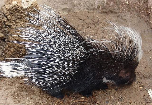 豪猪养殖场的好坏判断