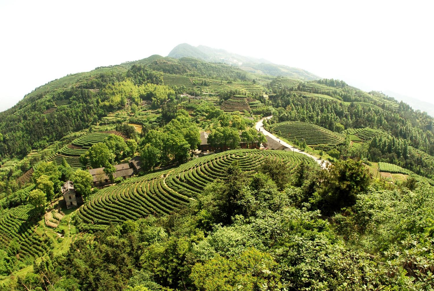 茶山竹海风光旖旎,连绵缠绕不绝,是旅游,度假,避暑的理想胜地