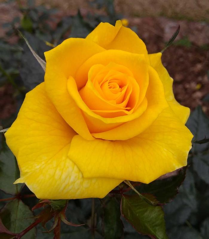 《静物摄影》月季,金玛丽,艳丽的黄