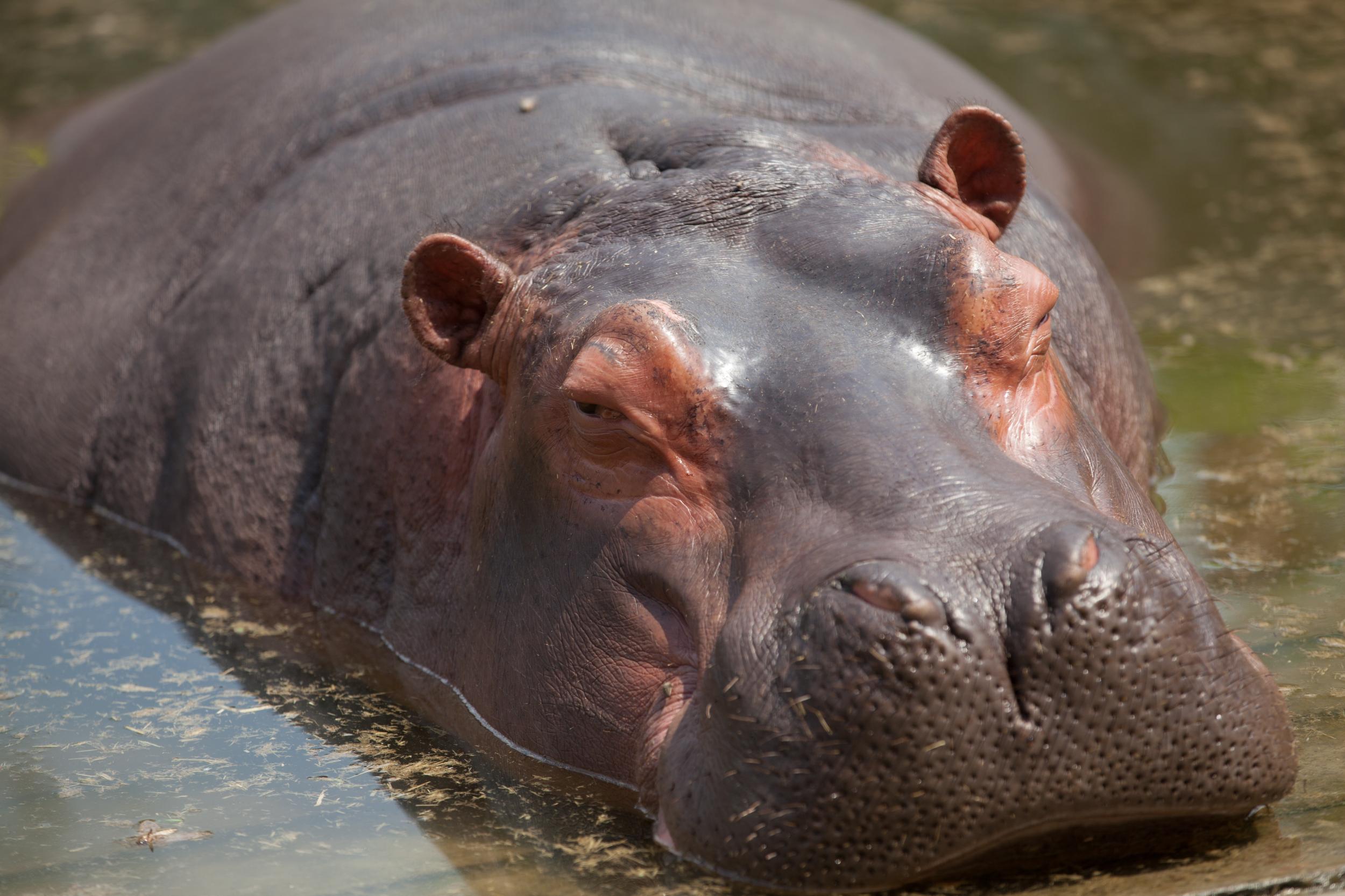 2018动物搞笑瞬间来袭:认为自己是羊的大象,被母鸡打了的鹰