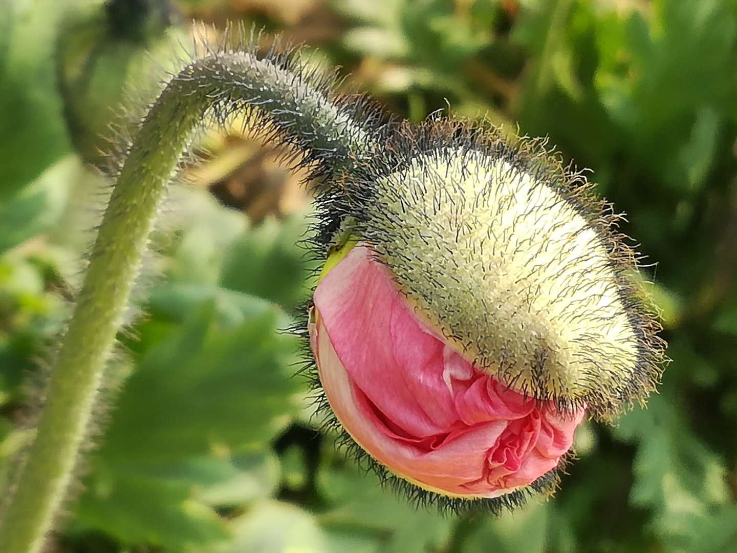 摄影丨含苞待放的虞美人