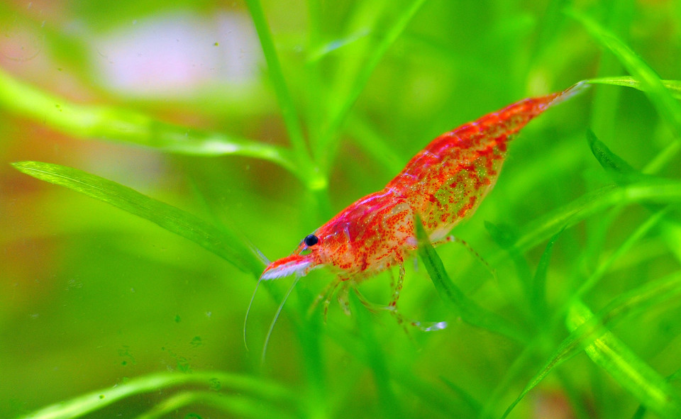 樱花虾因为体型小,没有带攻击性与破坏性的螯足!