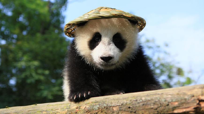 傳說中蚩尤的坐騎,卻由兇猛的食肉動物慢慢變成了吃素的小萌物!