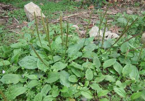 车前草别名:五根草,车轮菜,车前子,车前实,虾蟆衣子,猪耳朵穗子,凤眼